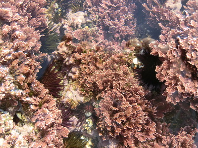 Corallina sp.